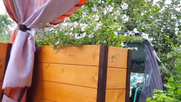 Vidéo Gros Plan Belles Fleurs Pétunia Suspendues Roses Balançant Dans — Video