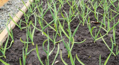 Sarımsak ve soğan yetiştirme, doğal sebze arka planı..