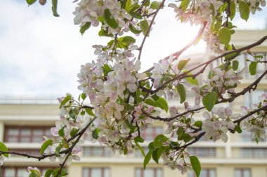 Evlerin ve mavi gökyüzünün bulanık arka planında çiçek açan bir elma ya da kiraz ağacı, doğal bahar doğal arka plan.