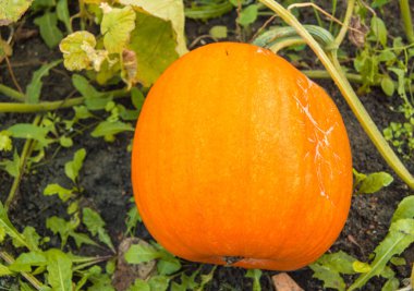 Bir portakal kabağı, yeşil yapraklı bir yatakta, hasat için hazır olmak üzere. Tipik bir sonbahar sahnesi..