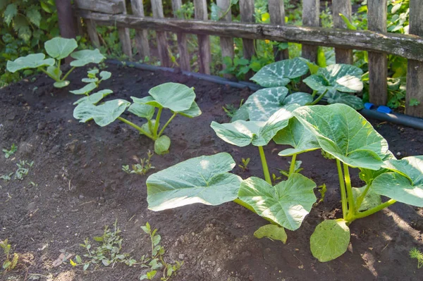 Young pumpkin plants in the soil in the garden, along the old fence and hose from the irrigation system.