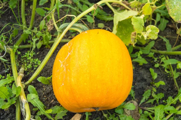 Egy Narancs Tök Egy Zöld Lombozatú Ágyban Közel Van Ahhoz — Stock Fotó