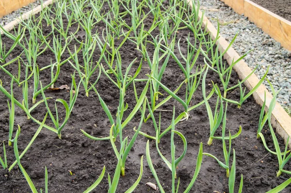 Cultivo Ajos Cebollas Camas Madera Para Cultivo Hortalizas Acuerdo Con Imagen De Stock