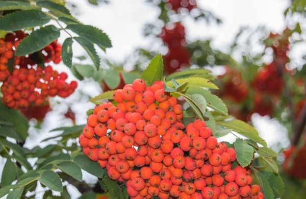 Primer plano de racimos de ceniza roja de montaña sobre un fondo de cielo azul y hojas verdes en otoño, enfoque selectivo — Foto de Stock