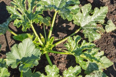 Genç organik kabak fidelerinin üst görüntüsü. Organik tarım. Sebze hasadı.