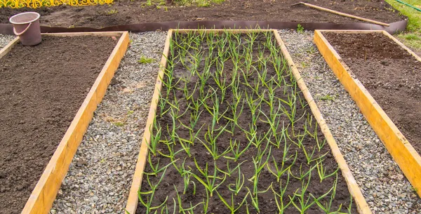 Cultivo Ajos Cebollas Camas Madera Para Cultivo Hortalizas Acuerdo Con — Foto de Stock