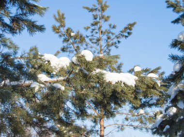 Kış ormanlarında çam dalları kar yığınlarıyla kaplıdır. Gerçek bir kış ve Noel geçmişi.