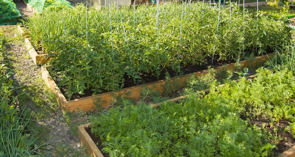 Geometrische Anordnung Von Holzbeeten Mit Gepflanzten Tomaten Möhren Garten Gartengestaltung — Stockfoto