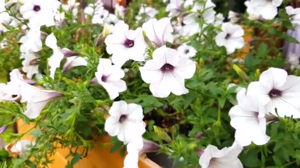 Vídeo Close Belas Flores Petúnias Rosa Pendurado Balançando Vento — Vídeo de Stock