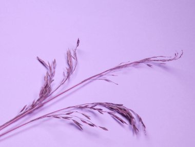 Leylak arka planında bir dal kuru çimen, çapraz, düz..