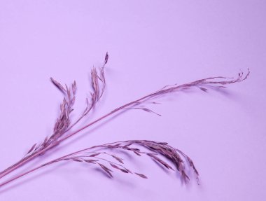 Leylak arka planında bir dal kuru çimen, çapraz, düz..