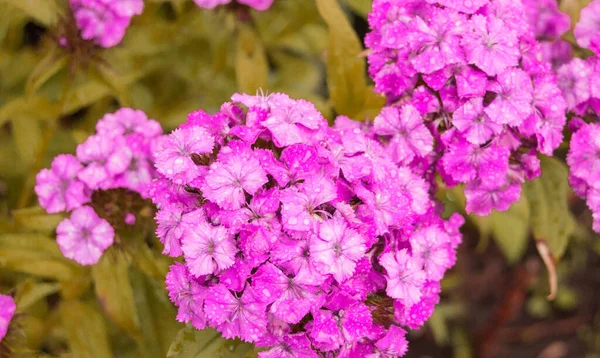Ροζ Λουλούδι Φλοξ Γένος Ανθοφόρων Ποωδών Φυτών Όμορφο Bokeh Επιλεκτική — Φωτογραφία Αρχείου