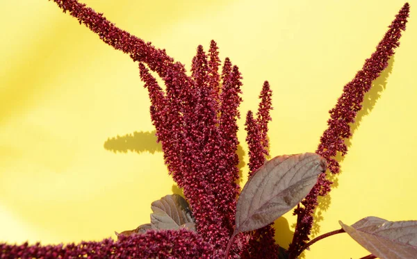 Amarantplante Med Røde Blader Blomster Gul Bakgrunn Sterkt Sollys Skygger – stockfoto