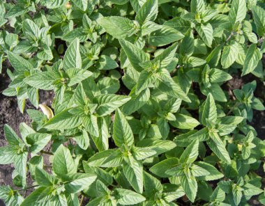Nane ya da limon merhemi yetiştirme, gıda ve kozmetik amaçlar için aromatik bitkiler yetiştirme, yazın üst görünüm, açık hava.