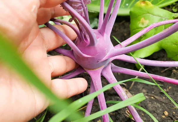 Close Woman Hand Holding Purple Kohlrabi Growing Soil Vegetable Garden — Zdjęcie stockowe