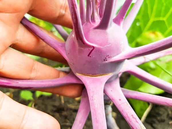 Close Woman Hand Holding Purple Kohlrabi Growing Soil Vegetable Garden — Zdjęcie stockowe