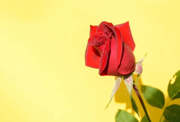 Baner Jedną Czerwoną Różą Żółtym Tle Miejscem Tekst Bright Sunlight — Zdjęcie stockowe