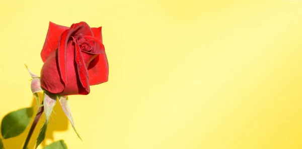 Baner Jedną Czerwoną Różą Żółtym Tle Miejscem Tekst Bright Sunlight — Zdjęcie stockowe