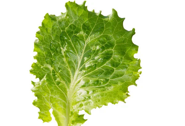 Fresh Lettuce Leaf Isolated White Background Clipping — Stock Photo, Image