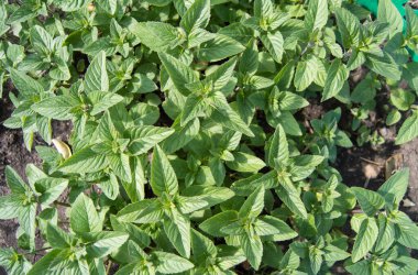 Nane ya da limon merhemi yetiştirme, gıda ve kozmetik amaçlar için aromatik bitkiler yetiştirme, yazın üst görünüm, açık hava