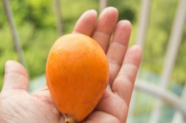 Bir kadının elinde Medlar meyvesi, yakın plan, açık hava..