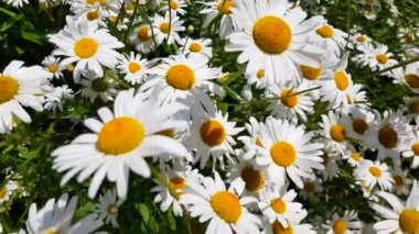 4k, video, papatya çiçeklerinin botanik görüntüsü yumuşak odaklı, rüzgarda sallanan. Çayırdaki yeşil bir tarlada açan papatya çayı..