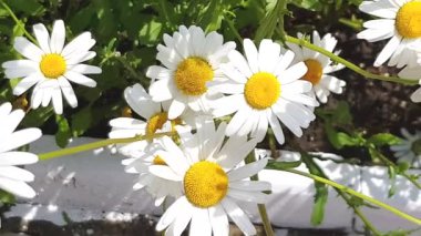 4k, video, papatya çiçeklerinin botanik görüntüsü yumuşak odaklı, rüzgarda sallanan. Çayırdaki yeşil bir tarlada açan papatya çayı..