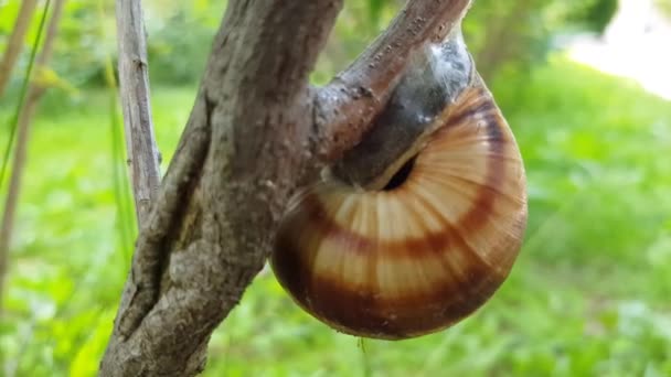 Video Schnecke Die Einem Ast Hängt Freien Sommer Park — Stockvideo