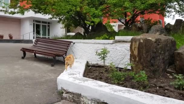 Video Young Ginger Cat Jumps Wall Walks Meowing Asking Food — Stock Video