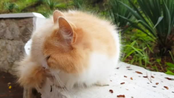 Fluffy Lindo Gato Blanco Rojo Tranquilamente Sienta Pared Del Jardín — Vídeo de stock