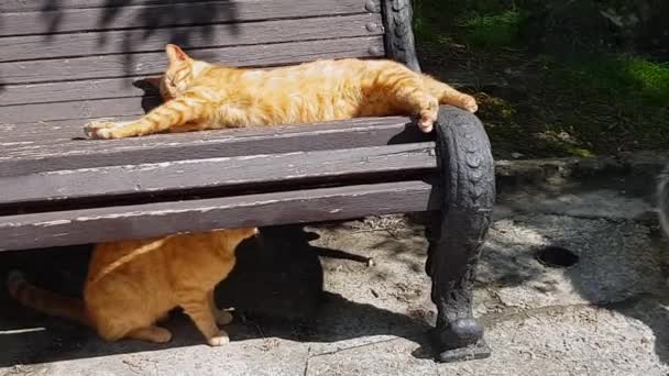ビデオ 若い赤とグレーの子猫が屋外公園のベンチに座っています ホームレスの動物を助けるという概念 — ストック動画