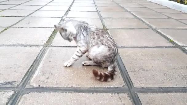 Video Gato Divertido Gris Mojado Sentado Lamiendo Fondo Del Piso — Vídeo de stock