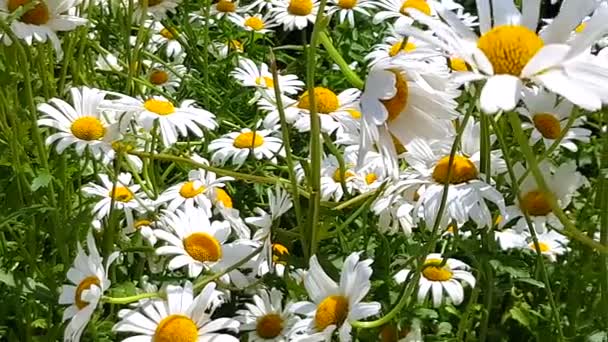 Video Botanický Pohled Heřmánkové Květy Detailu Měkkým Ostřením Houpající Větru — Stock video
