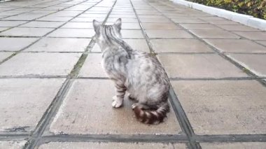 4k, yağmurdan sonra dışarıdaki parkta ıslak taş zeminde oturan gri sokak kedisi.