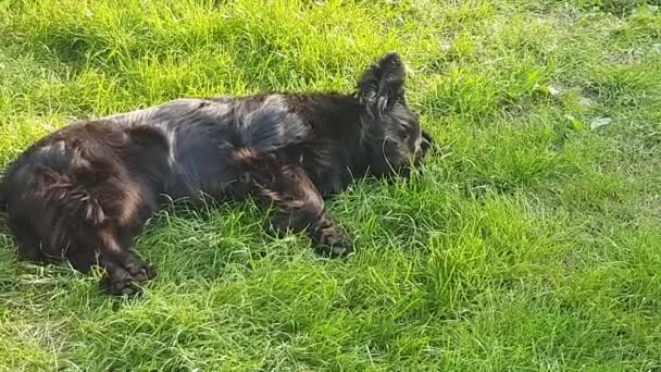 Feliz Bonito Rolos Cachorro Preto Grama Fica Calmamente Acenando Insetos — Vídeo de Stock