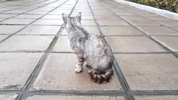 雨后灰色流浪猫坐在室外公园潮湿的石板地板上 — 图库视频影像