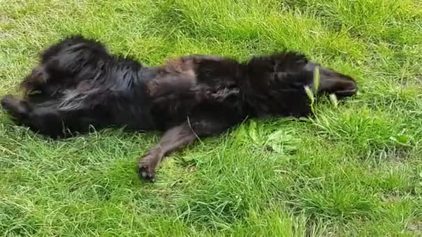 Happy Cute Black Dog Rolls Grass Lies Quiet Waving Away — Stock video
