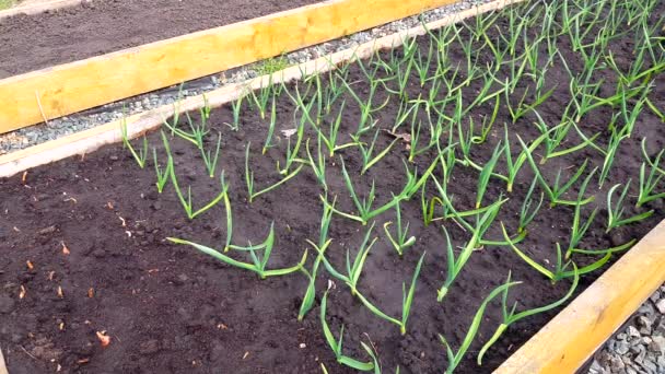 Vídeo Alho Jovem Verde Plantado Fileiras Jardim Uma Cama Vegetal — Vídeo de Stock