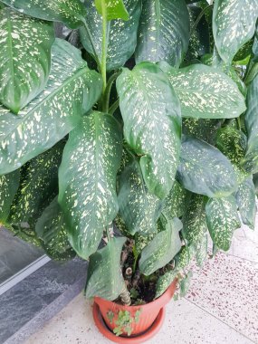 Dieffenbachia bitkisinin dikey fotoğrafı, bir kış bahçesinde yerde duran bir saksı, ev bitkileriyle ilgilenme konsepti..
