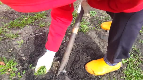 Video Sarı Lastik Ayakkabılı Kırmızı Ceketli Bir Işçi Bahçede Kürekle — Stok video