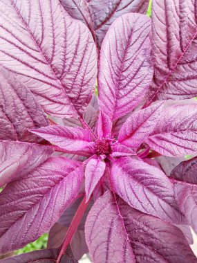 Kırmızı amaranth yapraklarının çiçekli arka planı, Phyllotaxis - yaprakların düzenlenmesi. Kırmızı Amaranthus Gangeticus terasta bahçede. Yukarıdan aşağıya görünüm.