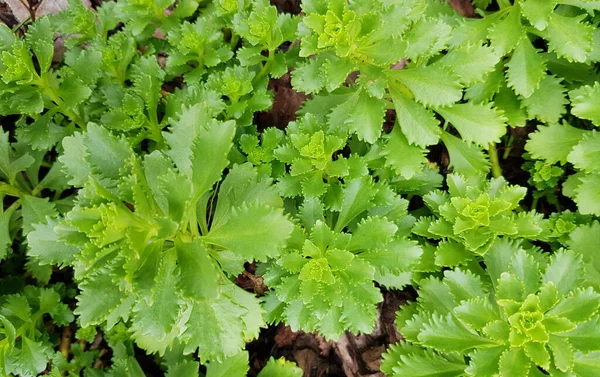 Blumiger Hintergrund Junger Grüner Sukkulenten Blumen Blumenbeet Draufsicht Frühling Park — Stockfoto