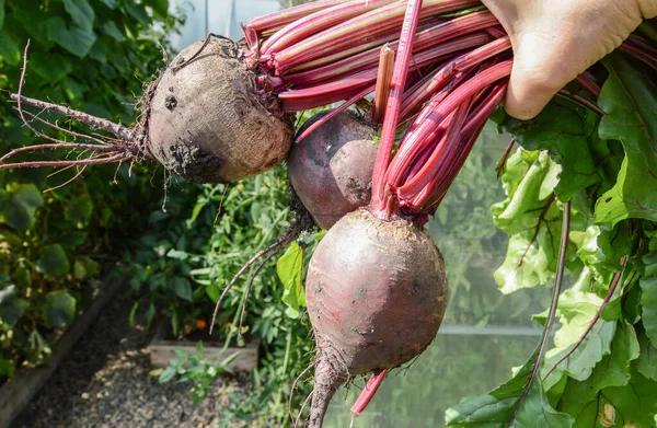 Farmer Hands Hold Three Freshly Harvested Beets His Garden Sunny — Stockfoto