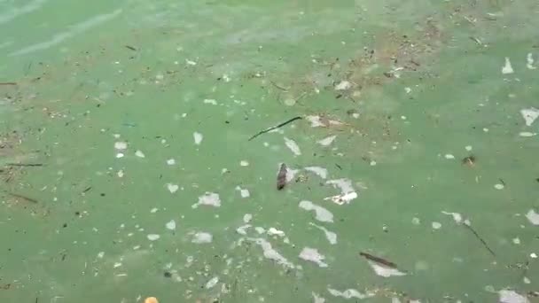 비디오 바닷물의 표면에 떠다니는 먼지와 파편을 클로즈업한 것입니다 바닷물 오염의 — 비디오