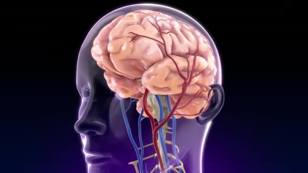 Simulación Animada Coágulo Sangre Que Ocurre Cerebro Causando Daño — Vídeo de stock