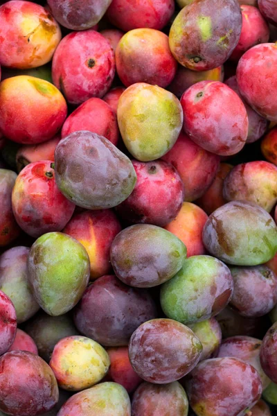 Manga Fruta Deliciosa Mangifera Indica Imagens De Bancos De Imagens Sem Royalties