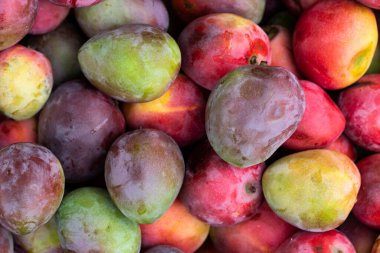 Mangifera indica - meyve mangosu