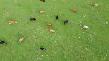 İneklerin otladığı yeşil dağ vadisi, dağ vadisinde uçmak, yukarıdan güzel manzara, vahşi doğa.