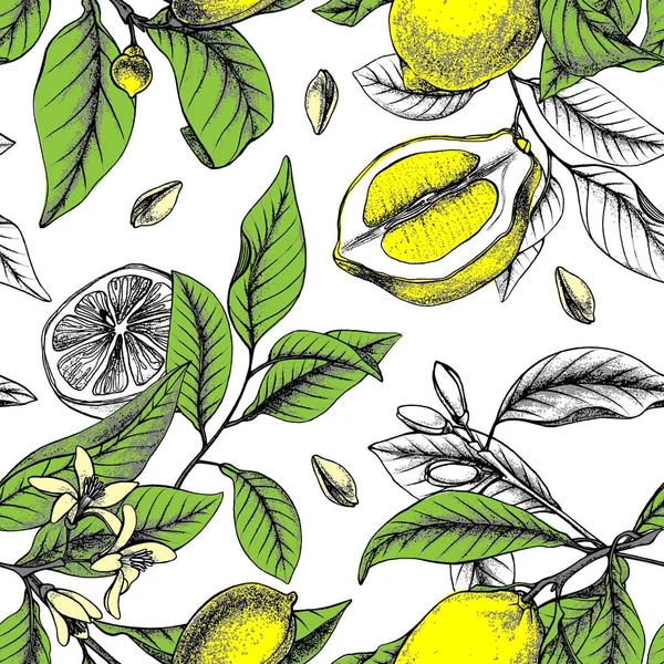 Limonlu botanik vektör kusursuz desen. Limon çiçekleri ve yapraklar. Limonata süsü..