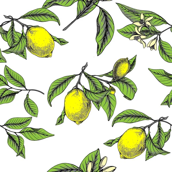 Limonlu botanik vektör kusursuz desen. Limon çiçeği ve yapraklar. Limonata süsü..